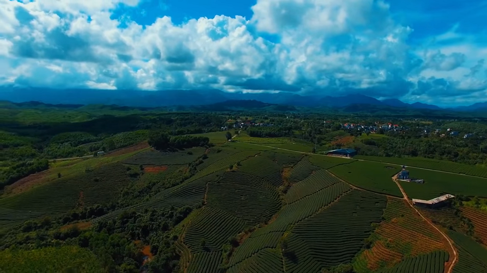 Quang Long’ green tea fields overview